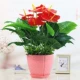 Увеличьте розовый квадратный горшок +15 High Red Palm