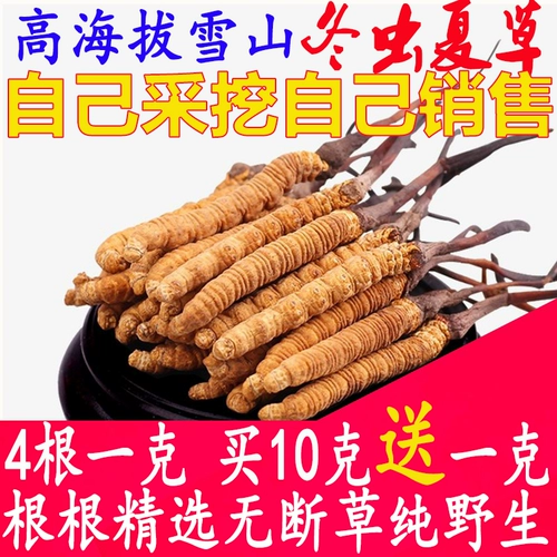 Выбранные cordyceps sinensis 4 1 грамм подлинных Qinghai Yushu Tibetan Naqu