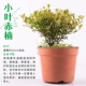 [小叶赤楠]