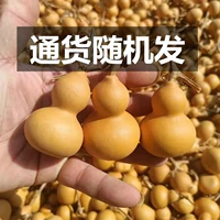 Тыква 4-6 см [крупный бодин случайный] 10