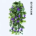 Hoa giả mây treo tường hoa giả kèn nhựa treo hoa lan trong nhà treo tường trang trí phòng khách treo giỏ - Hoa nhân tạo / Cây / Trái cây Hoa nhân tạo / Cây / Trái cây