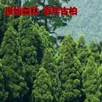 Дикая сторона кипариса кипариса кипариса листьев листьев листьев листьев листьев кипресса в горах Цинлинг, выпадение волос Wufa, поднимитесь на гору, чтобы собрать 5 фунтов свежих листьев, 5 фунтов