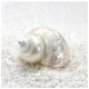 Pearl Snail 5-6см рта улитки составляет около 2,5 см