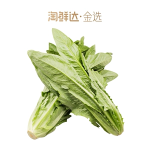 [油麦菜 300g-350g（金选）]