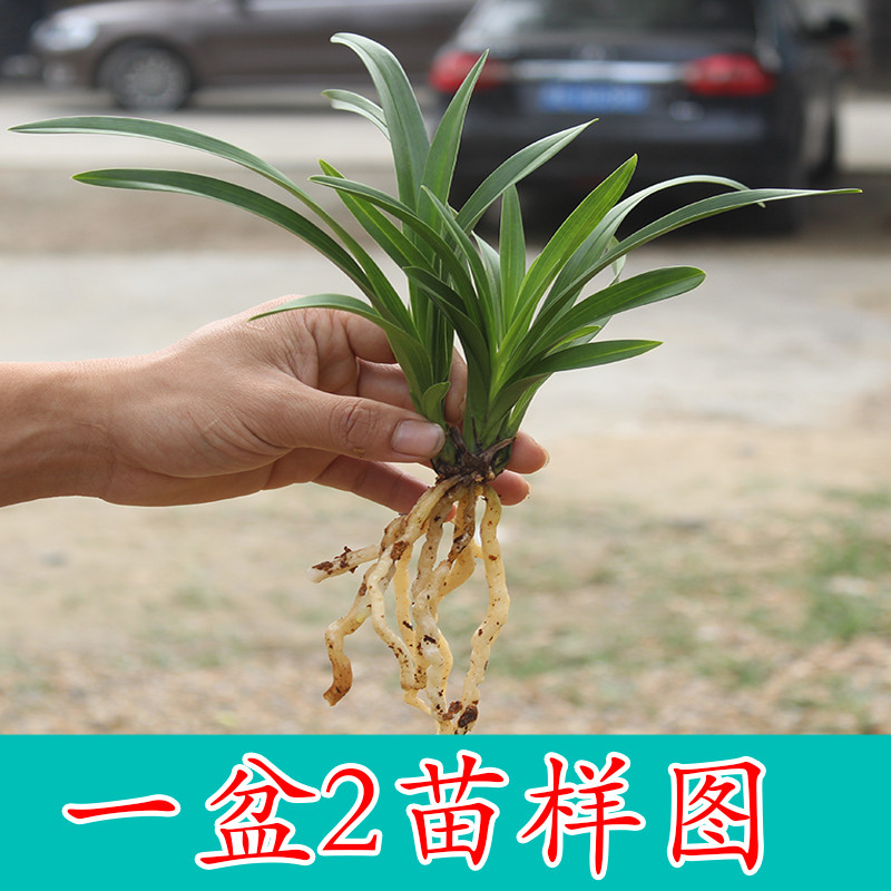 阳台卧室绿植盆栽 关月红兰花（第一款2苗送肥料花药）