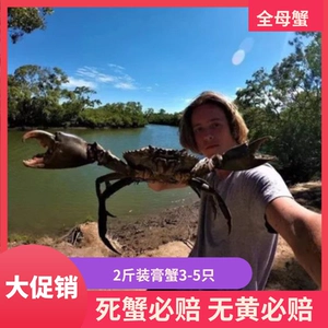 [澳洲大泥蟹非洲全母红膏蟹红鲟海蟹鲜活特大螃蟹黄油青蟹2斤3-5只]