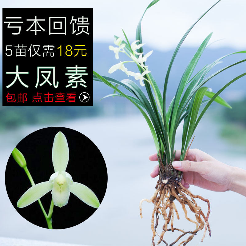 オーキッドポプリ 植物 名貴蘭 草のフェンジン ジャンラン 四季 強い香り 花のつぶしを持つ蘭の苗 花 蘭の花 中国仕入れ Com