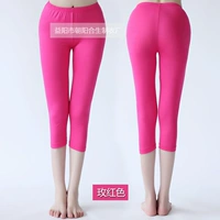 Роза красная