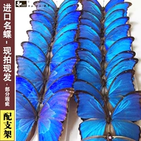 2 куска бесплатной доставки [Самооценка бабочка] Истинная Образец Бабочки Акриловая коробка Импортированная бабочка бабочка с крыльями демонстрировала крылья