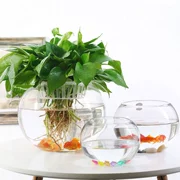 Cây thủy canh chai thủy tinh màu xanh lục củ thủy canh container trong nhà nước trồng hoa chậu nhỏ cá bể thủy tinh tròn bóng - Vase / Bồn hoa & Kệ