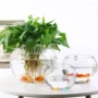 Cây thủy canh chai thủy tinh màu xanh lục củ thủy canh container trong nhà nước trồng hoa chậu nhỏ cá bể thủy tinh tròn bóng - Vase / Bồn hoa & Kệ chậu nhựa treo