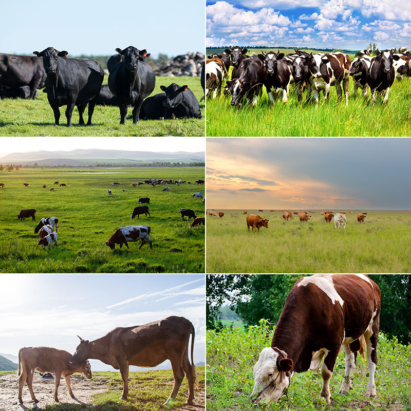牛群奶牛黄牛水牛耕田公牛犊牦牛吃草牧场草原高清照片图片素材