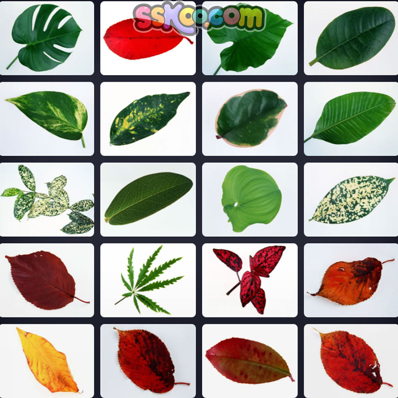 绿色树叶植物插图特写照片风景壁纸高清4K摄影图片设计背景素材