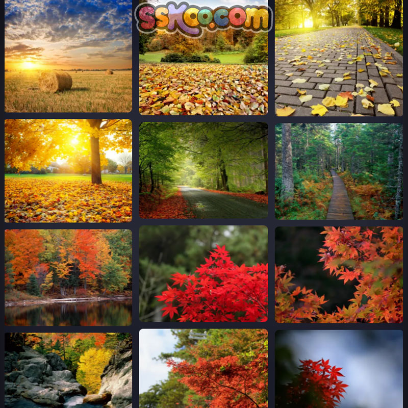 秋季山水落叶美景插图照片风景壁纸高清4K摄影图片设计背景素材