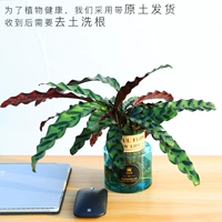 Церковь кошки