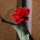 Красная Баухиния, 1 филиал
