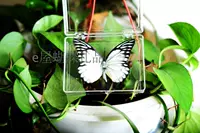 Segeed Pink Butterfly 7 см.