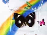 Каштановый