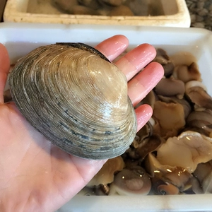 Weihai sun xiaoqiao морепродукты вода изделия свежее натуральное яйцо свежее дикое моллюска 2-7/jin