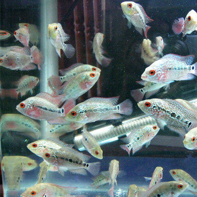 热带鱼观赏鱼元宝罗汉鱼麒麟鹦鹉鱼鸿运当头大型鱼发财鱼活体鱼-淘宝网