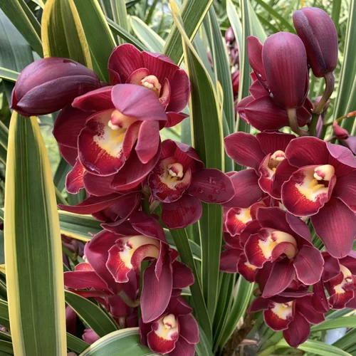 Одна вещь и одна вещь: Phnom Penh Cymbidium cymbidium, Phnom Penh Lanhua Dendrobium dendrobium, красная одежда красной халаты, редкое название скважины и дорогого