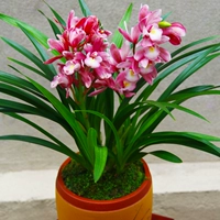 Xiangfei 5 саженцев (следуйте за удобрениями)
