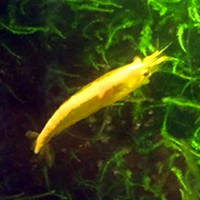 Папа золотая спина золотой рисовой креветки жилые домашние животные домашние креветки 1-2 см.