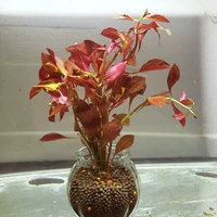 Красная и красная сиреневая с бутылкой к нижним удобрениям удобрения