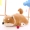 Shiba Inu Dog Shimbong Đồ chơi sang trọng Akita Dog Đồ chơi mềm Búp bê Quà tặng sinh nhật Ngủ Keji Gối - Đồ chơi mềm