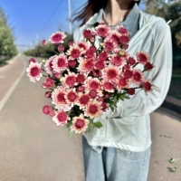 Ретро упаковка 5 Бруно послал свежие цепочки в свежесть