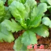 Товары от 绿茵阁企业店