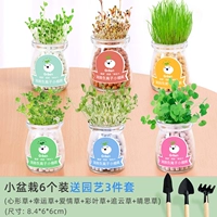 Бутылка, маленький горшок, 6 шт