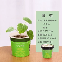 Paper Cup Potted Plant-Mint