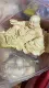 Крупнолистный самшит имеет длину около 13,7*8*7 см.
