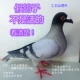 Фальшивый голубь (большая) плитка серая