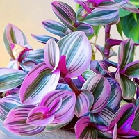 Голландский импортный свадебный масляный масляный масляный растение Розовые красные листья листья фиолетовые росы