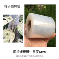 Пленка с твердой корневой раной 6 см.