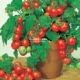10 капсул Вермы