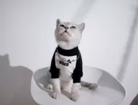 Белая черная осенняя толстовка