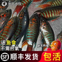 Рыба с холодной водой, борьба с рыбкой рыба, китайская пресноводная рыба Дую