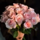 Fan Beauty/Fanxue Mountain/Big Peach Red 18+Send 2