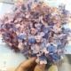 Розовый голубой анна Xiaoye Hydrangea 1 грамм
