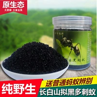 Черный муравей дикий гангбайский муравей муравей сухой здоровье вино является черным шипам, китайский лекарственный материал на северо -востоке Большой черный муравей