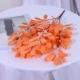 Jujube Orange