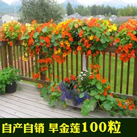 100 капсул сухого золотого лотоса