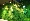 Mô phỏng nhà máy tường xanh cây cỏ tường tường nhựa giả hoa cỏ trang trí tường cỏ xanh tường - Hoa nhân tạo / Cây / Trái cây cây giả trang trí phòng khách