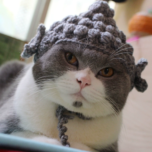 Ручная ручная будда шляпа шляпа кошка кошачья головка завеса смешная модель питомца
