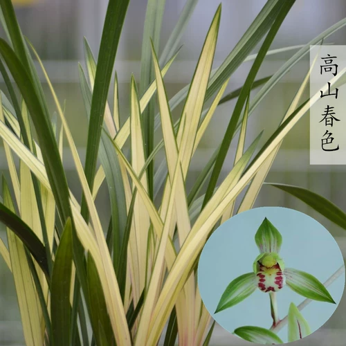 Hongyuan Flower Flower Four Seasons Orchid Seedinglings с бутонами и паточками атака