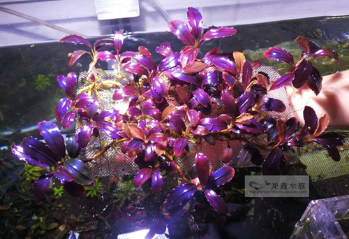 Chili Rongblangi 11 Blue Pepper Rong nk Толстые вены старая версия Hailina Ghost Old Sea Mi Phoenix Ghost Ghost