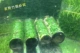 Мосзи бамбуковые креветки гнездо